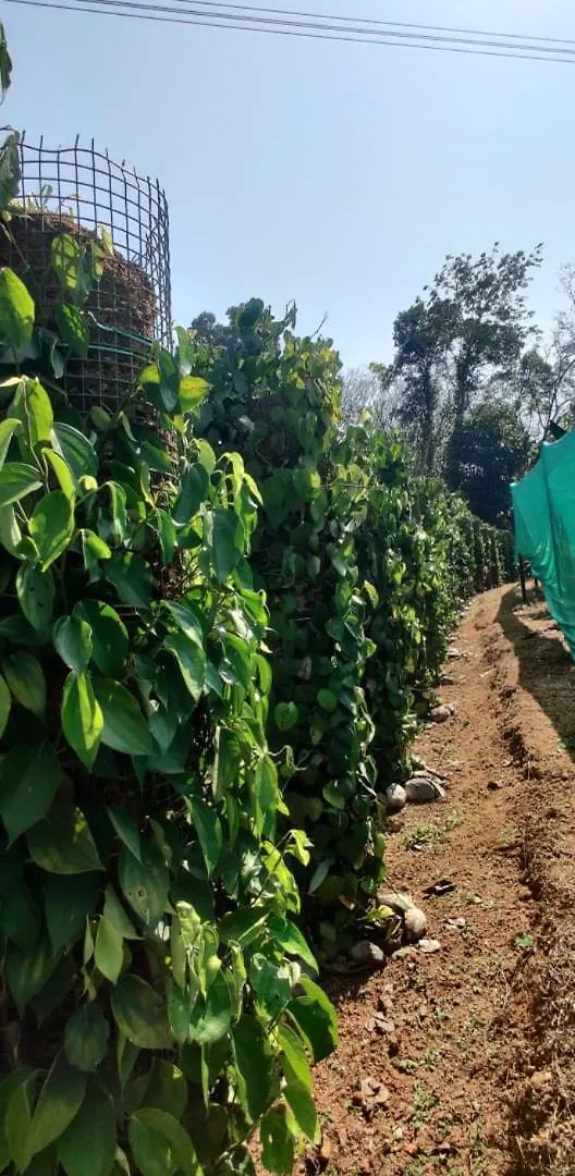 Thomaskuttys Farmhouse Homestay Ranni India